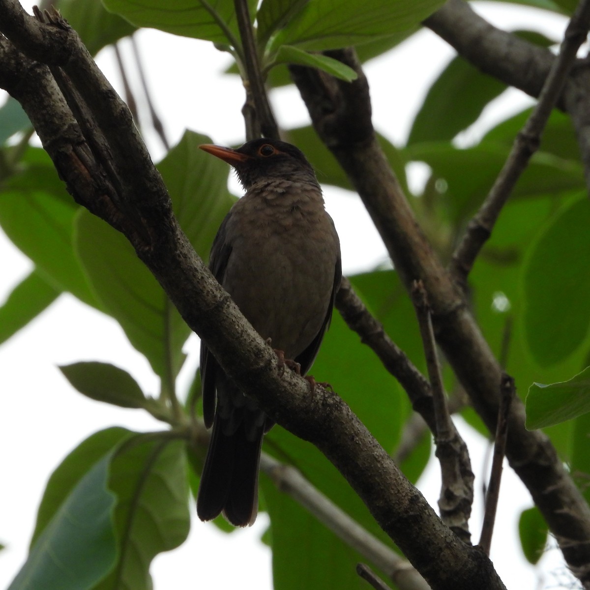 Indian Blackbird - ML619560559