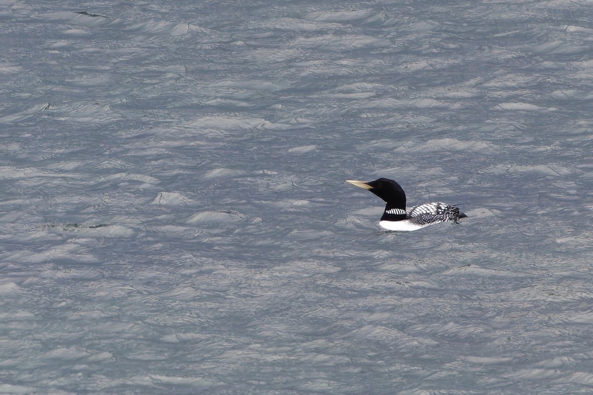 Yellow-billed Loon - Eric Barnes