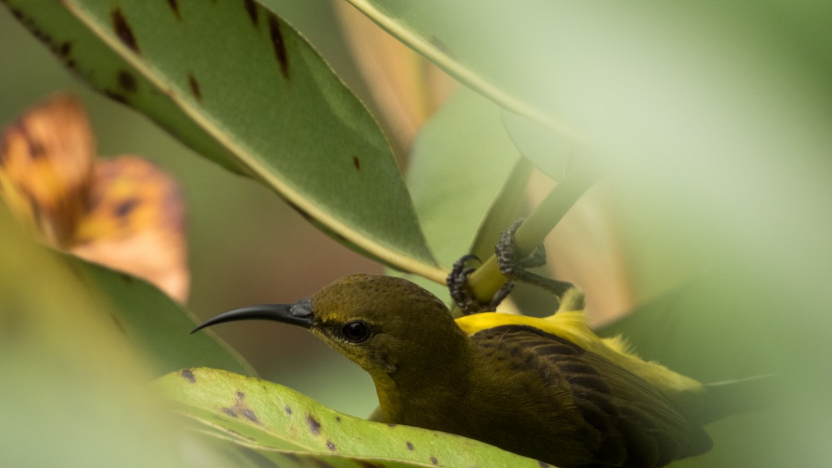 Ornate Sunbird - Jorge Juan Rueda