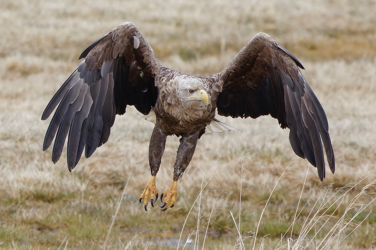 White-tailed Eagle - Eric Barnes