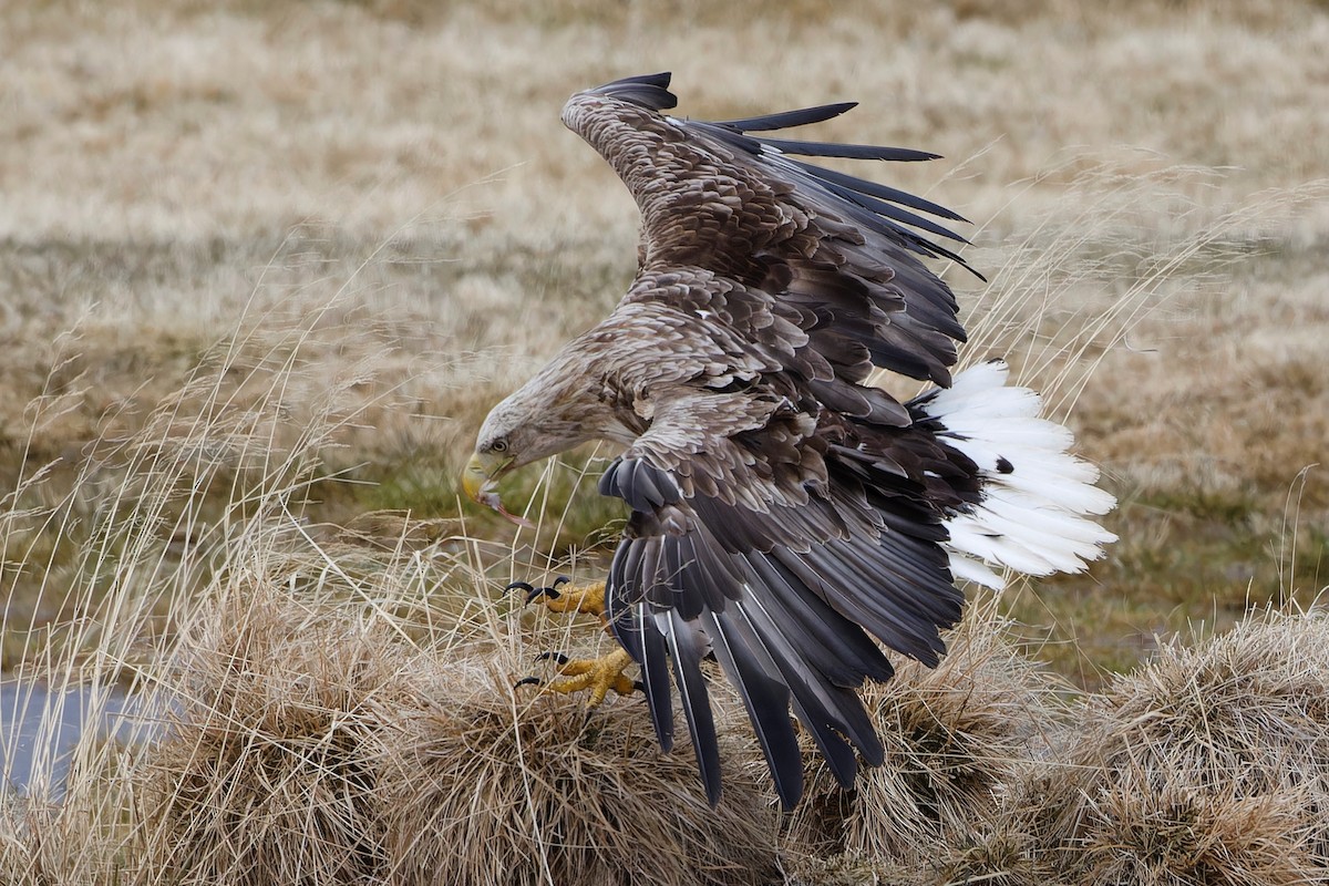 White-tailed Eagle - Eric Barnes