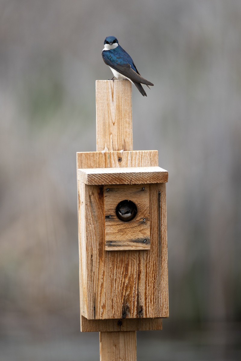 Tree Swallow - ML619560581