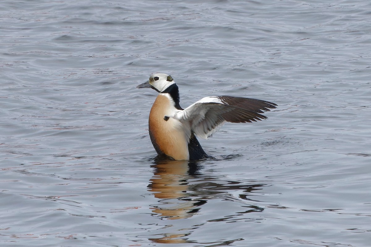 Steller's Eider - Eric Barnes