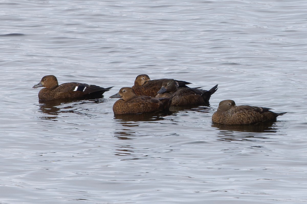 Steller's Eider - Eric Barnes