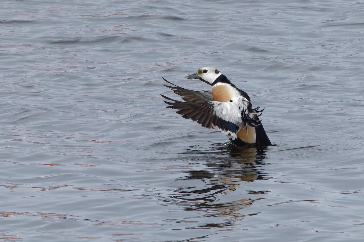 Steller's Eider - Eric Barnes