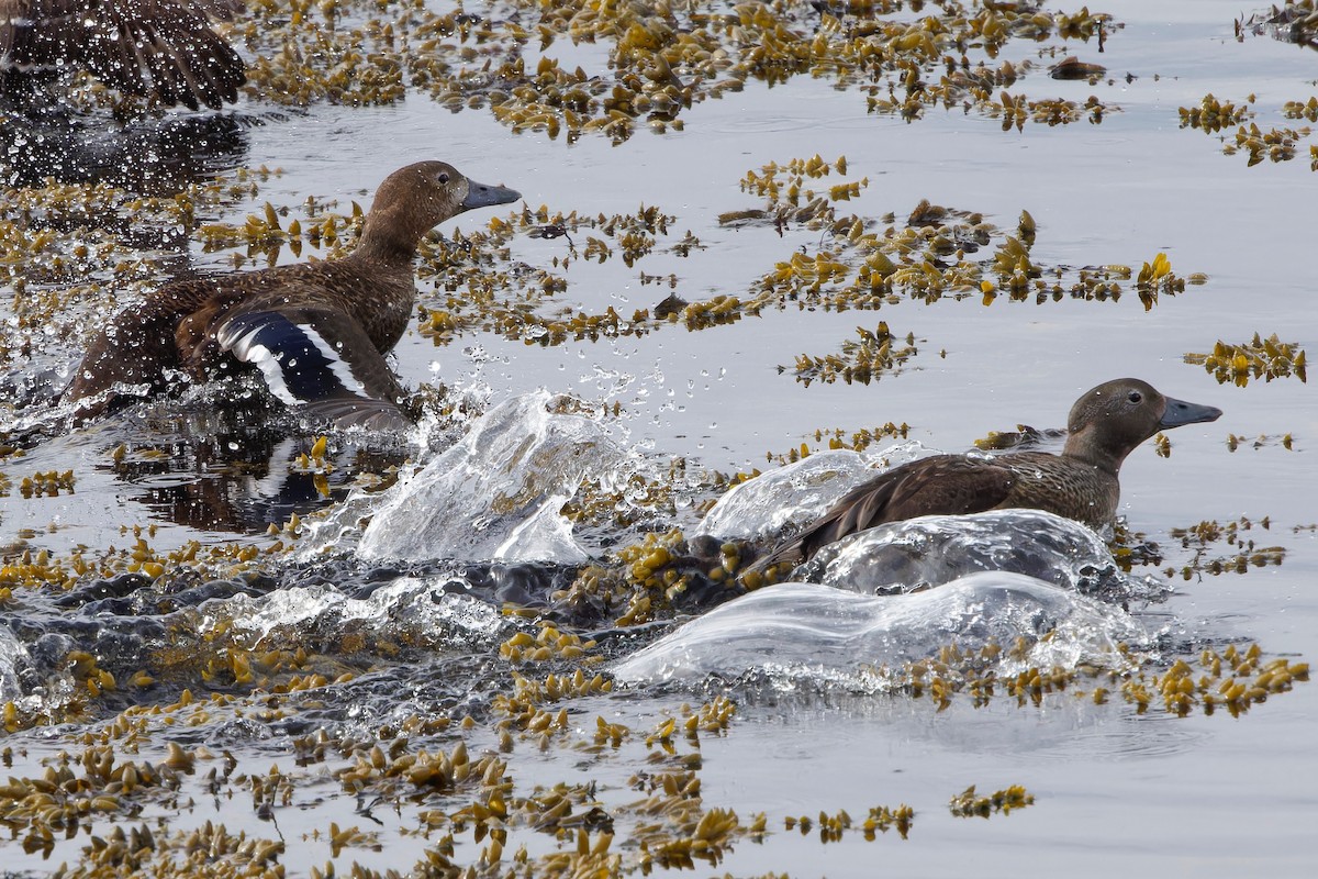 Steller's Eider - Eric Barnes