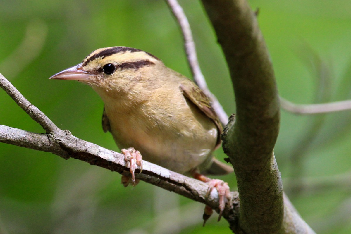 Worm-eating Warbler - Jason Lenzi