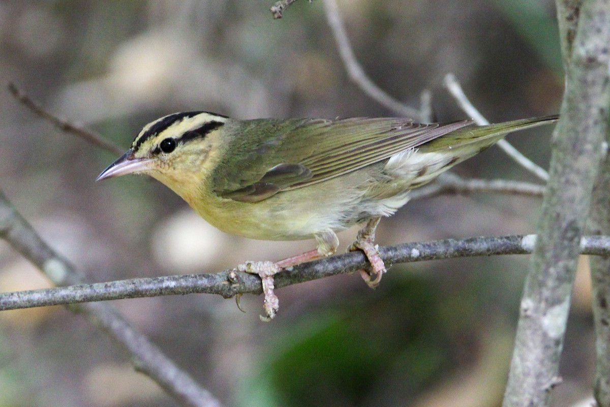 Worm-eating Warbler - Jason Lenzi