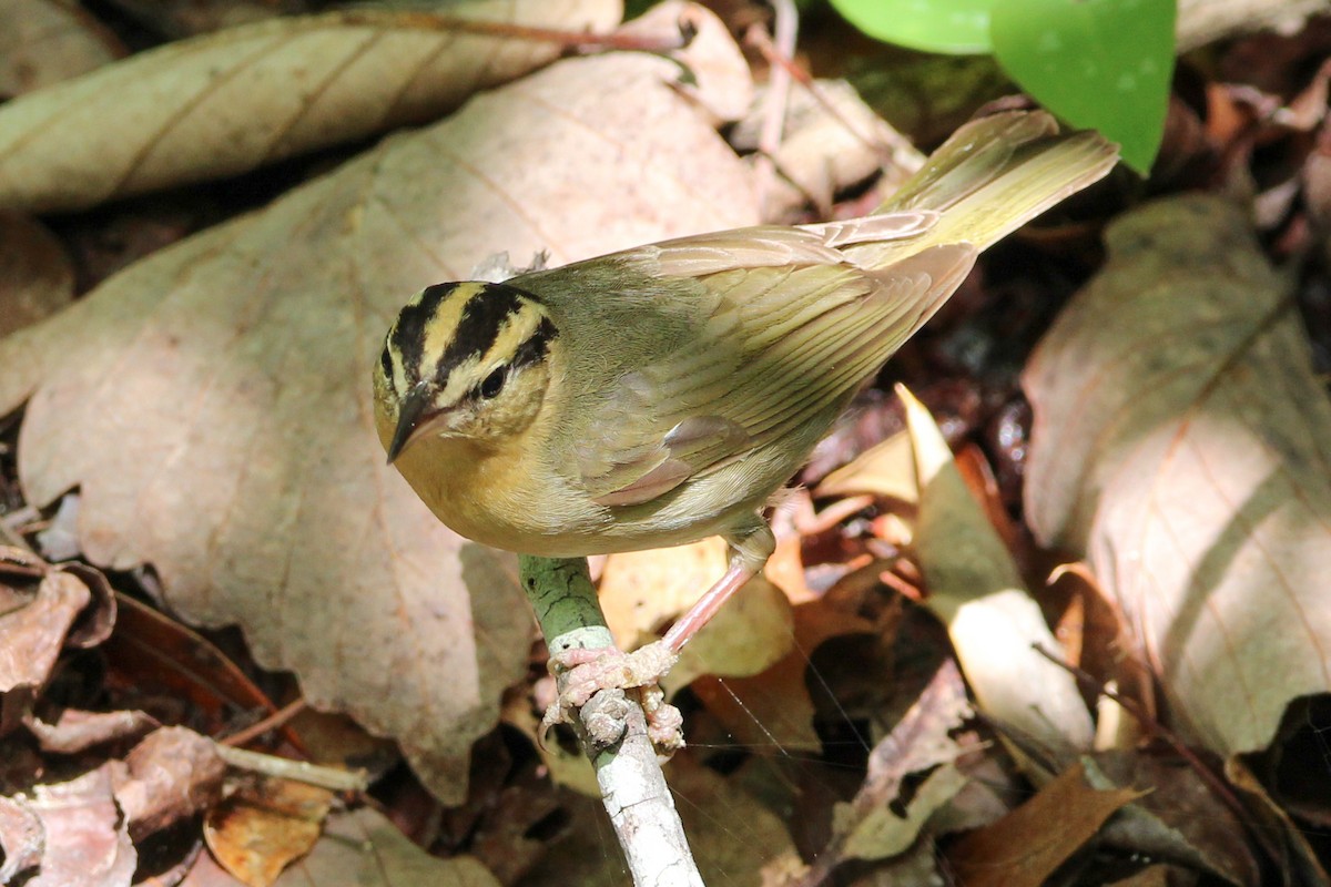 Worm-eating Warbler - Jason Lenzi