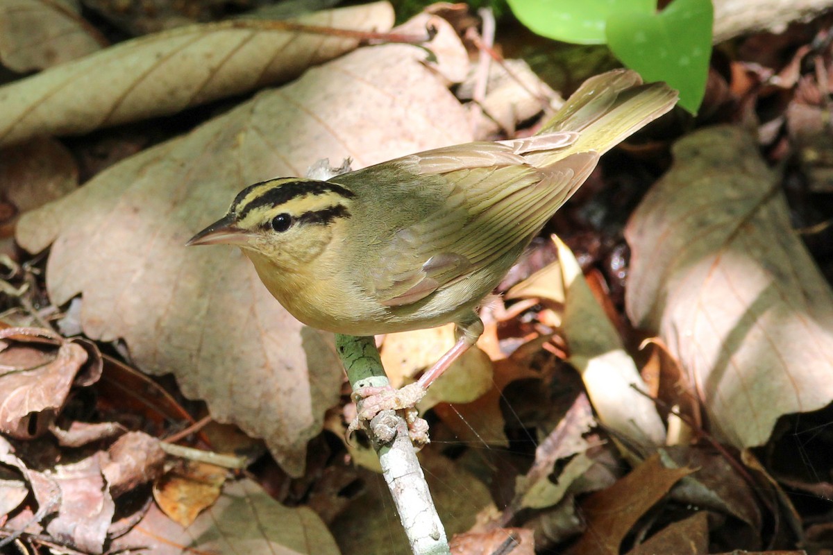 Worm-eating Warbler - Jason Lenzi