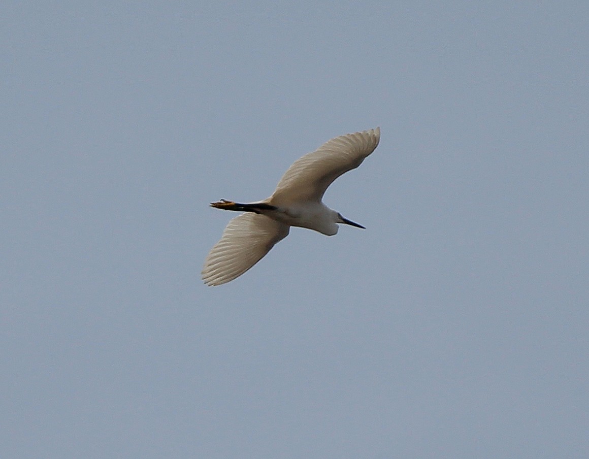 Little Egret - ML619560616