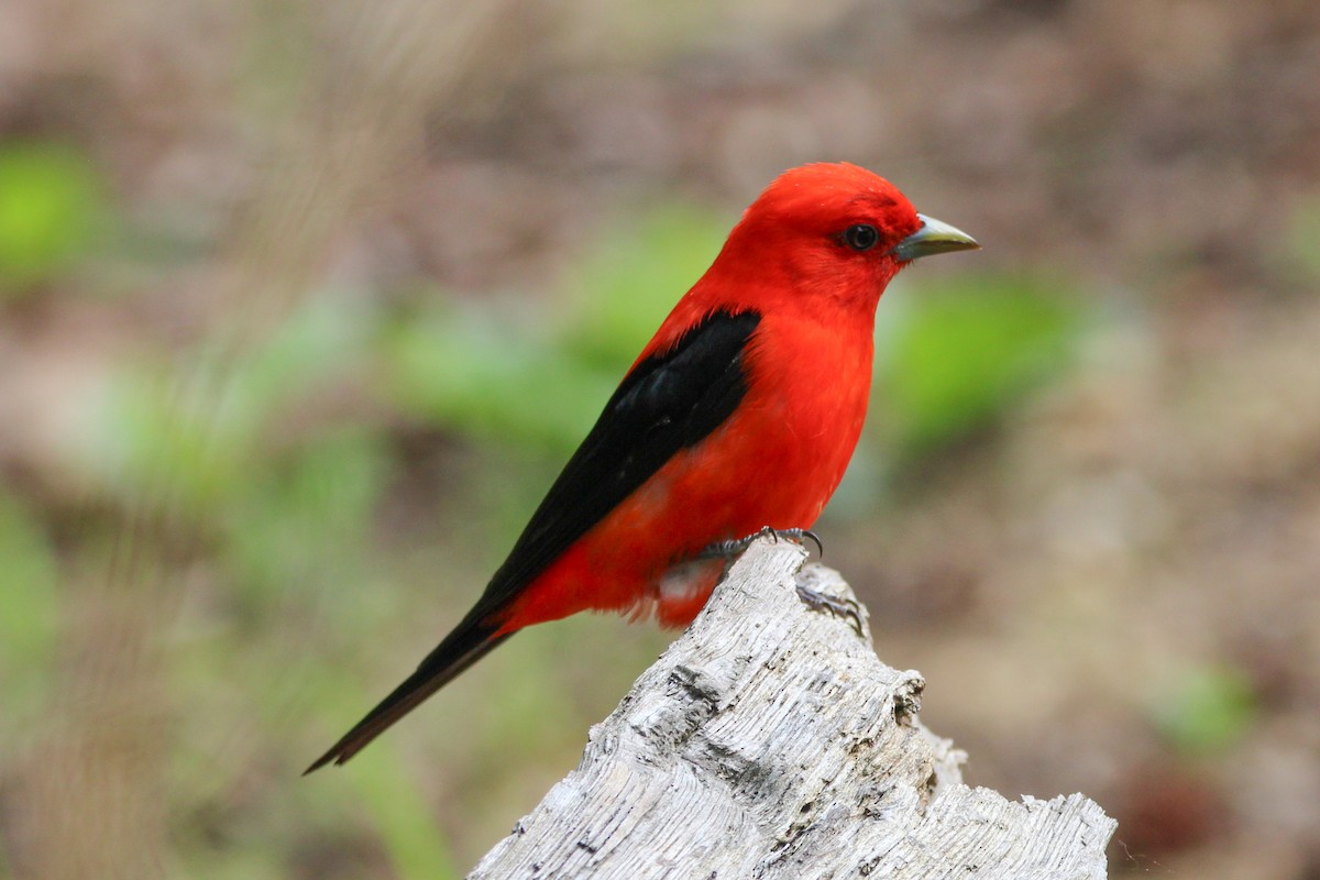 Scarlet Tanager - Jason Lenzi