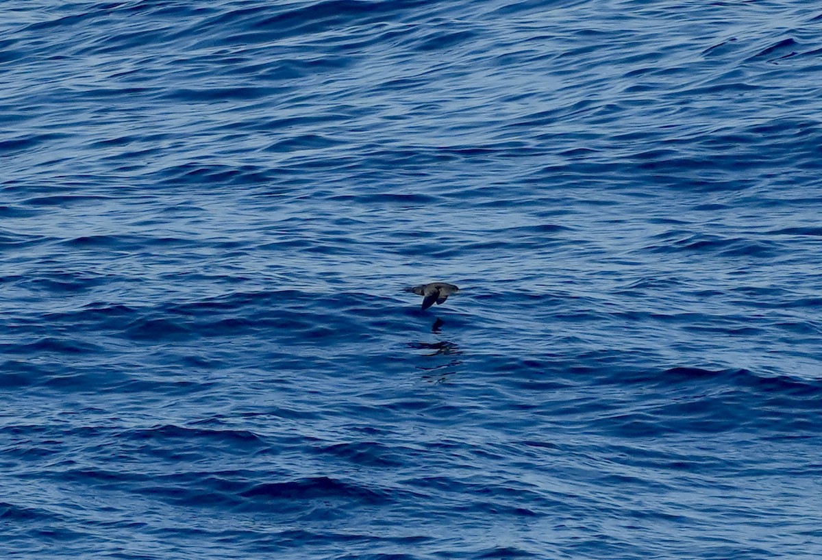 Sooty Shearwater - Anthony Schlencker