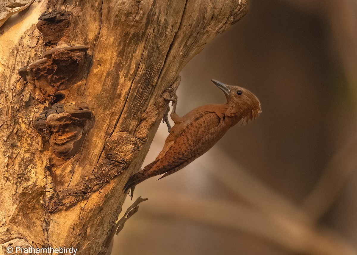 Rufous Woodpecker - Prathamesh Desai