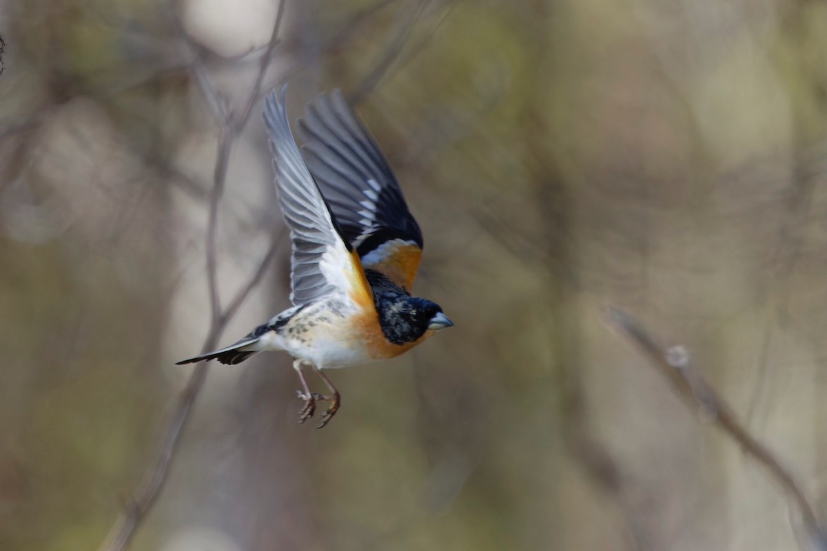 Brambling - Eric Barnes