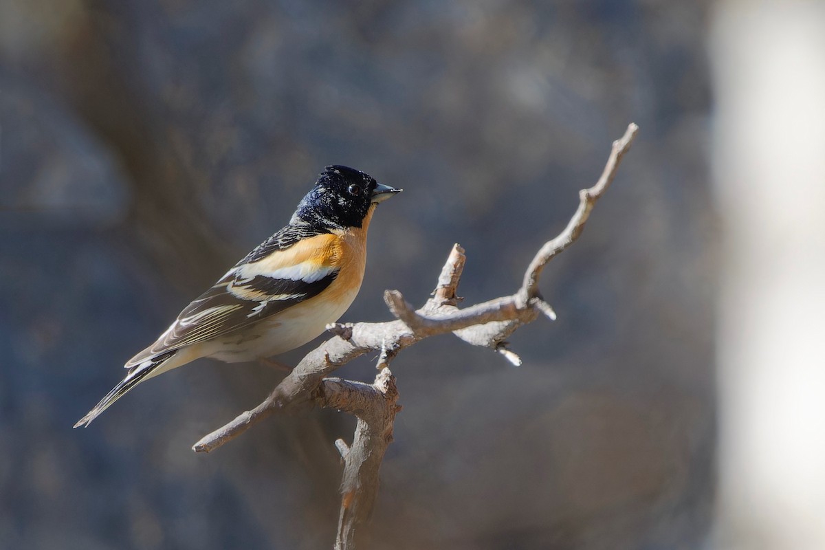 Brambling - ML619560637