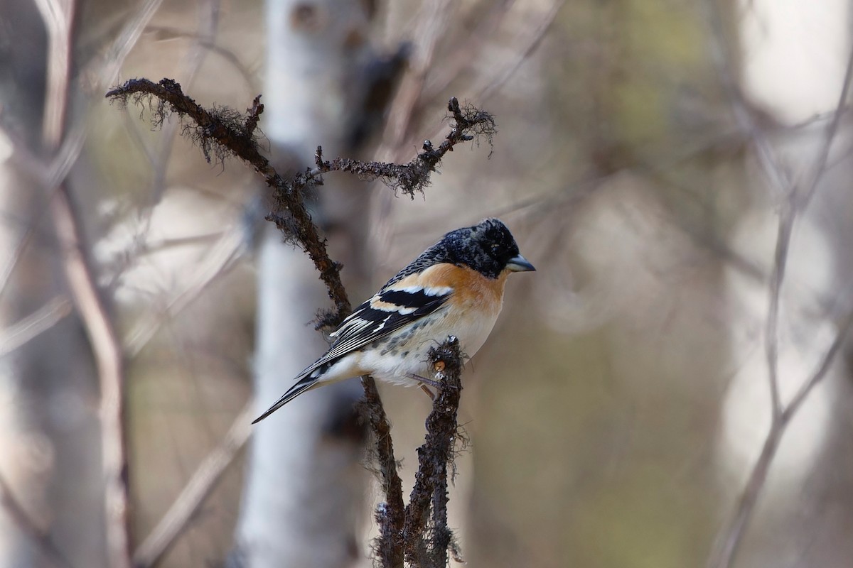 Brambling - Eric Barnes