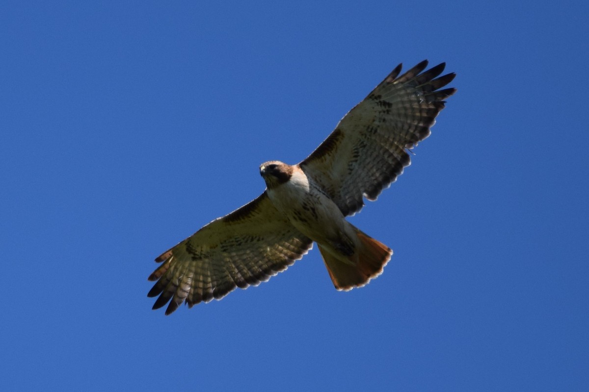 Red-tailed Hawk (borealis) - John Wright