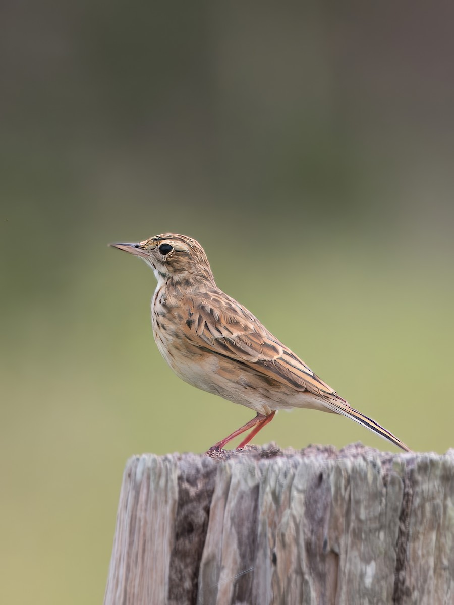 Australian Pipit - ML619560643