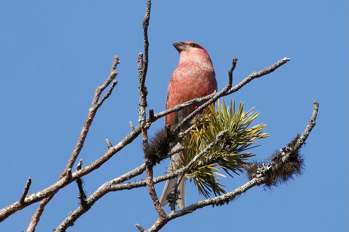 Pine Grosbeak - Eric Barnes