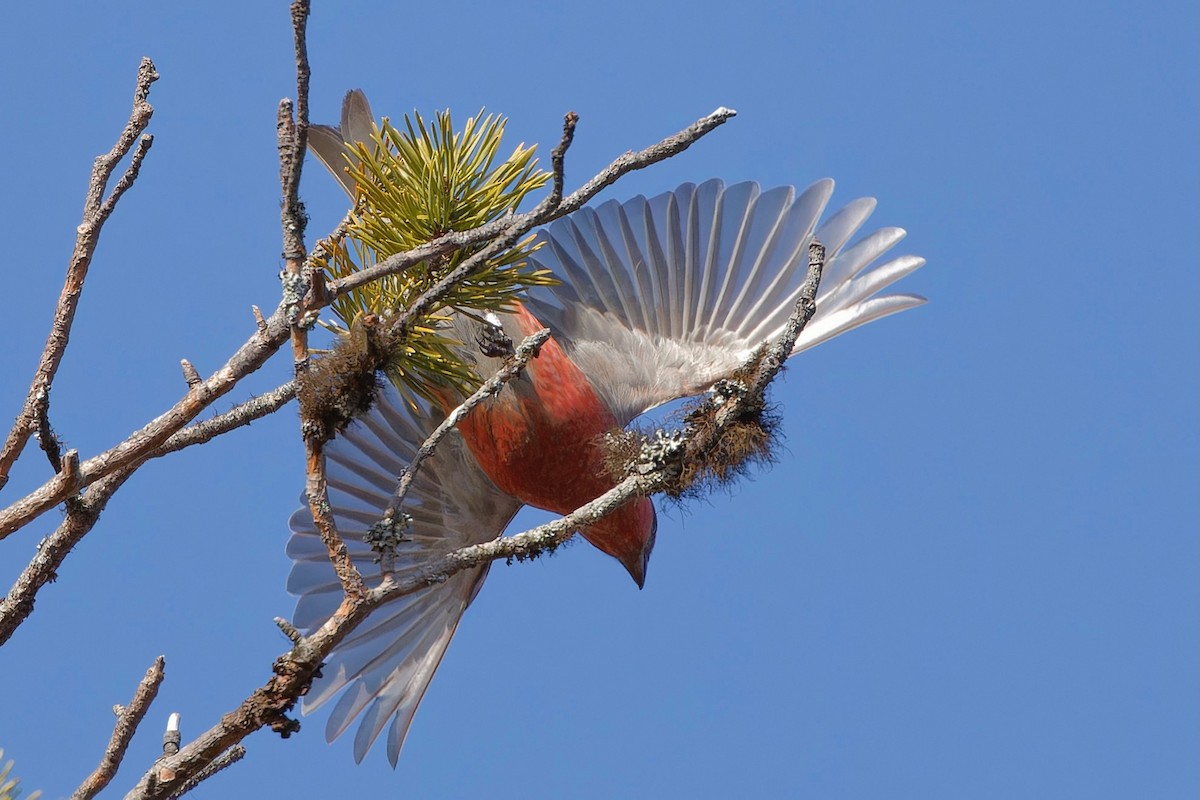 Pine Grosbeak - Eric Barnes