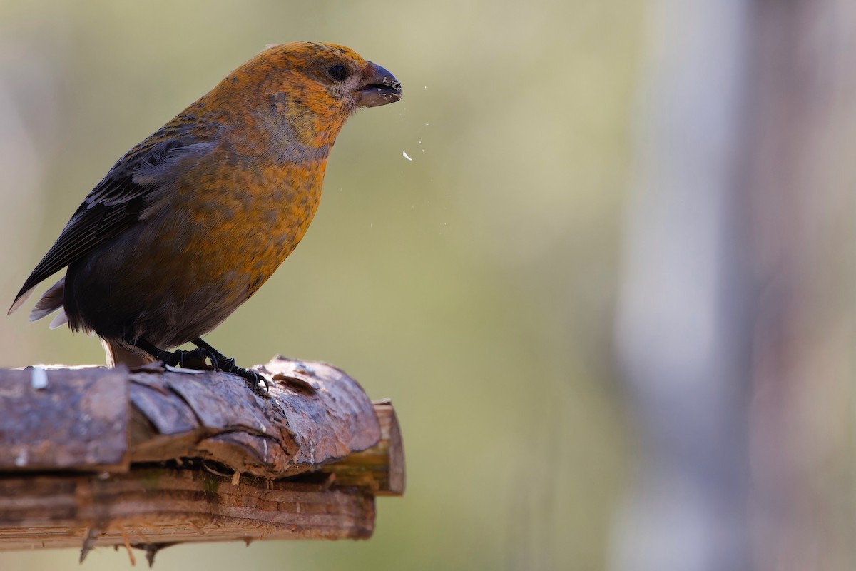 Pine Grosbeak - Eric Barnes