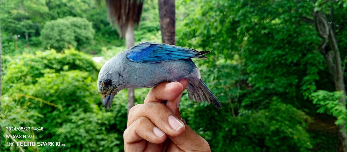 Blue-gray Tanager - ML619560652