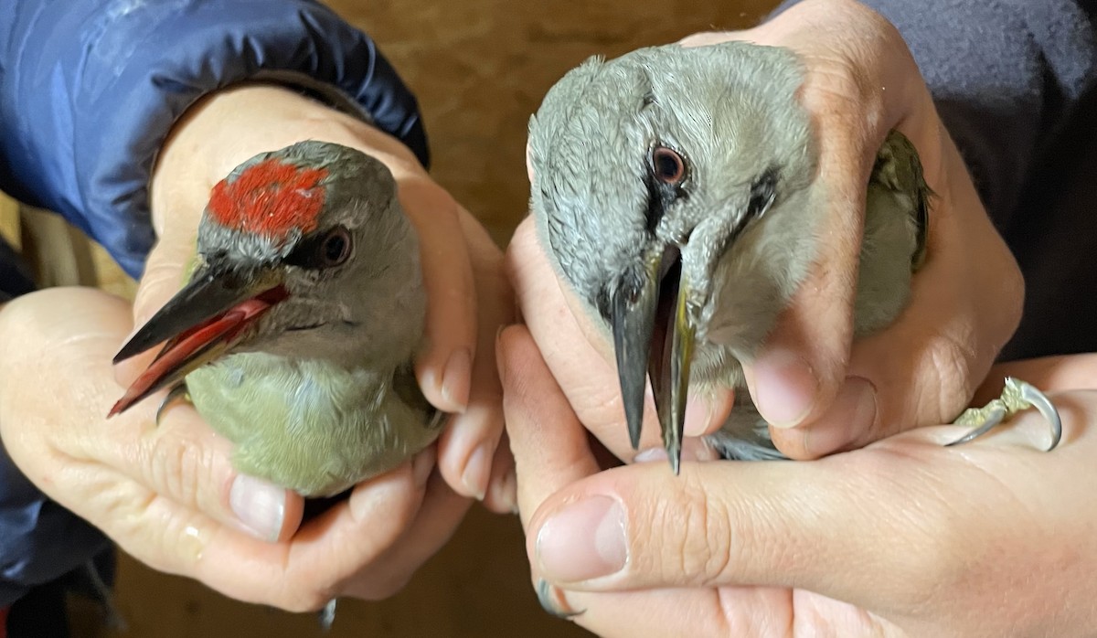Gray-headed Woodpecker - Valery Treitsiak