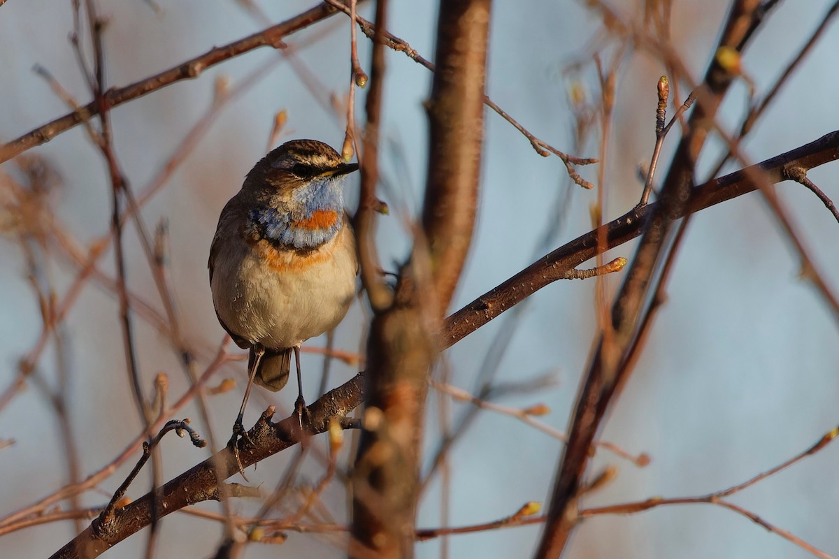 Bluethroat (Red-spotted) - ML619560655