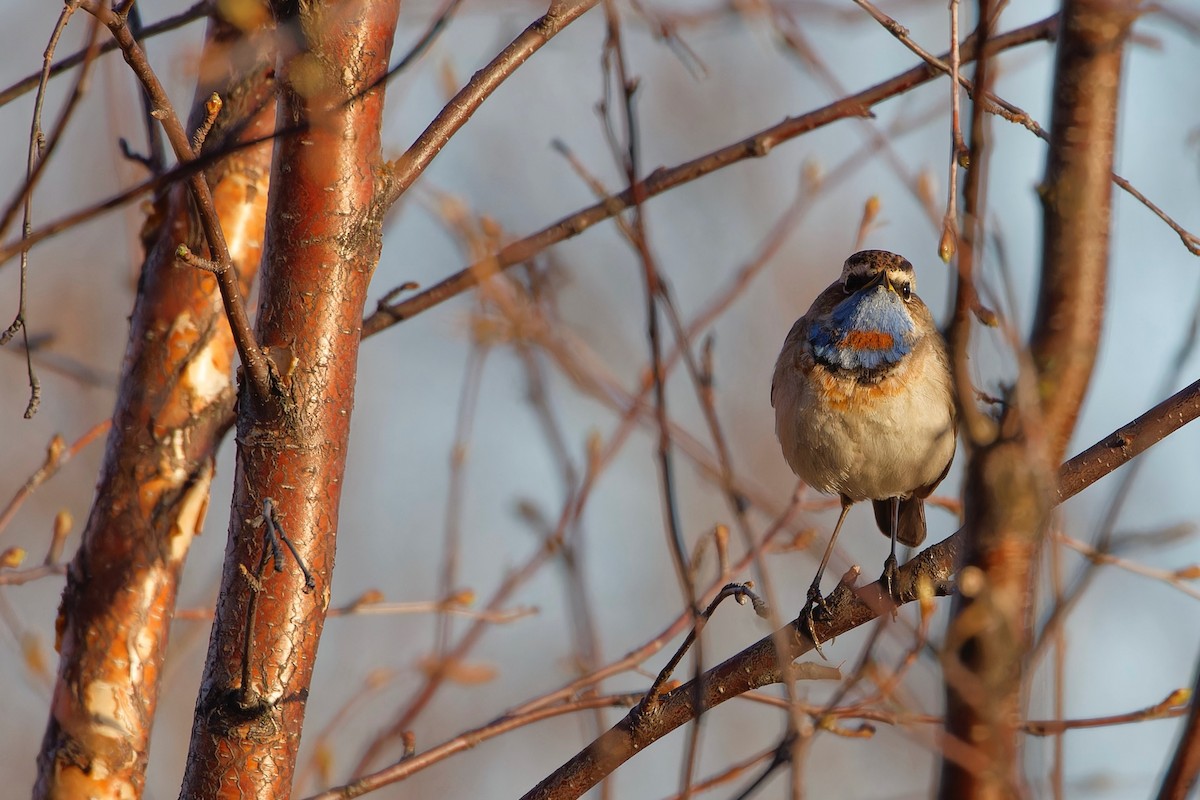 Bluethroat (Red-spotted) - Eric Barnes