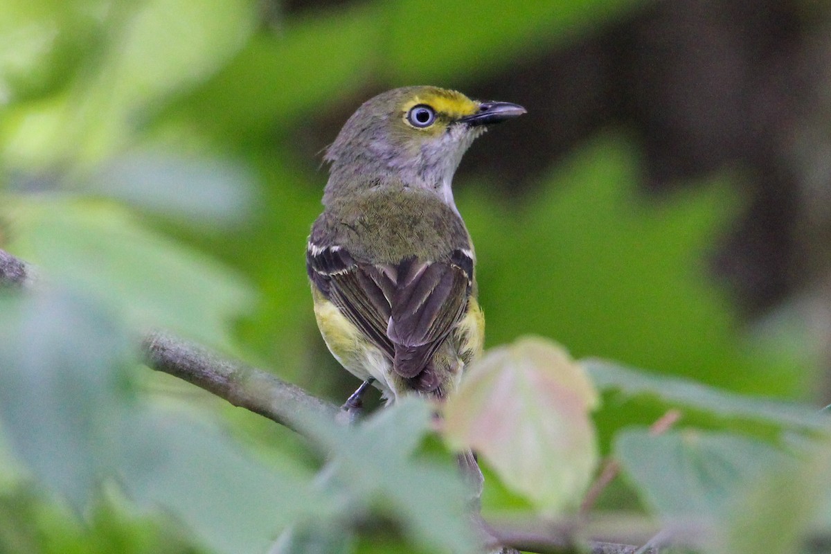 White-eyed Vireo - Jason Lenzi