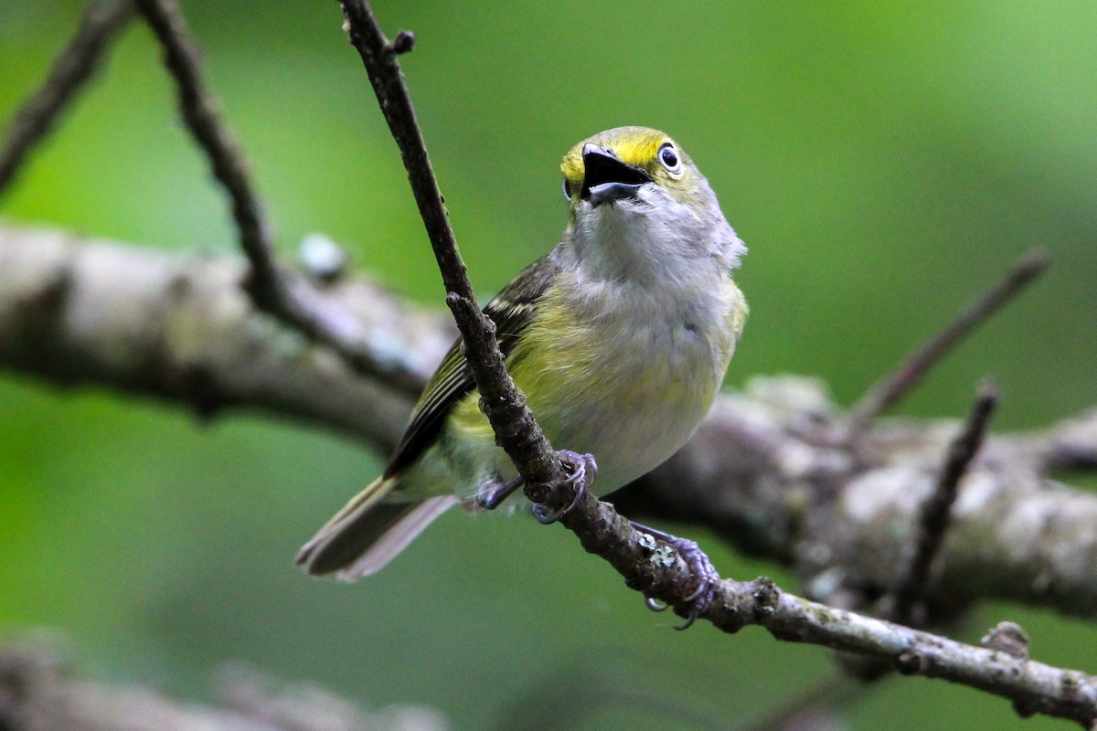 White-eyed Vireo - Jason Lenzi