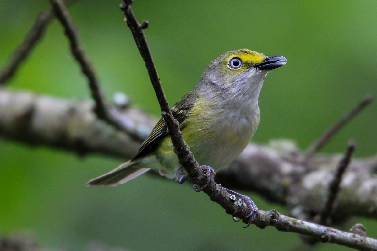 Ak Gözlü Vireo - ML619560663