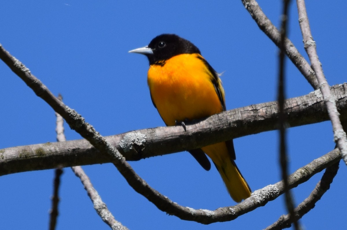 Baltimore Oriole - John Wright