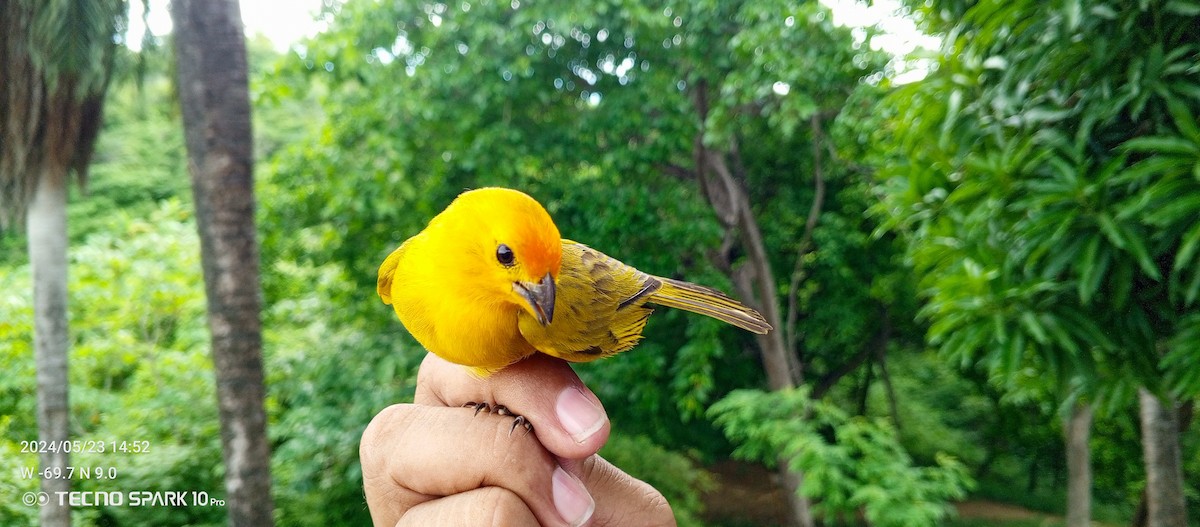 Saffron Finch - Luis Mieres Bastidas