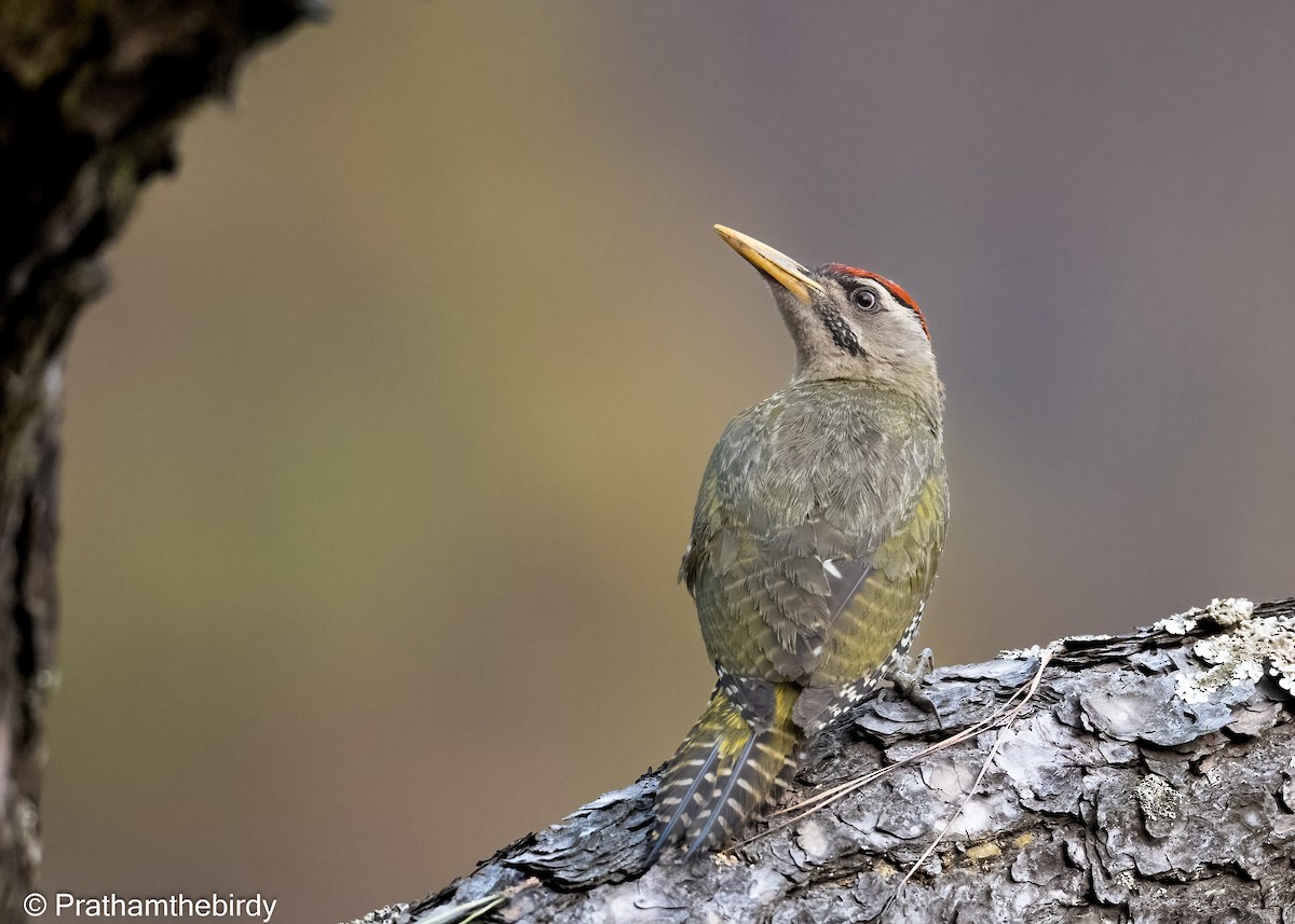Scaly-bellied Woodpecker - Prathamesh Desai