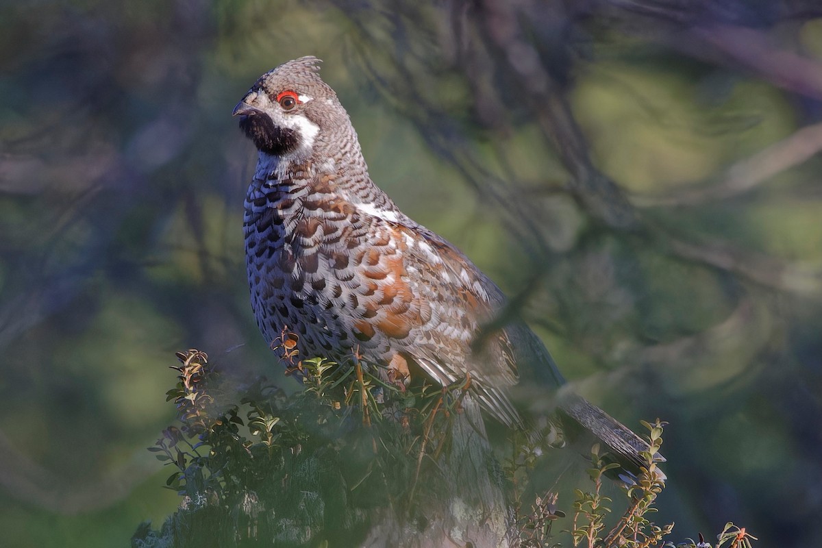 Hazel Grouse - Eric Barnes