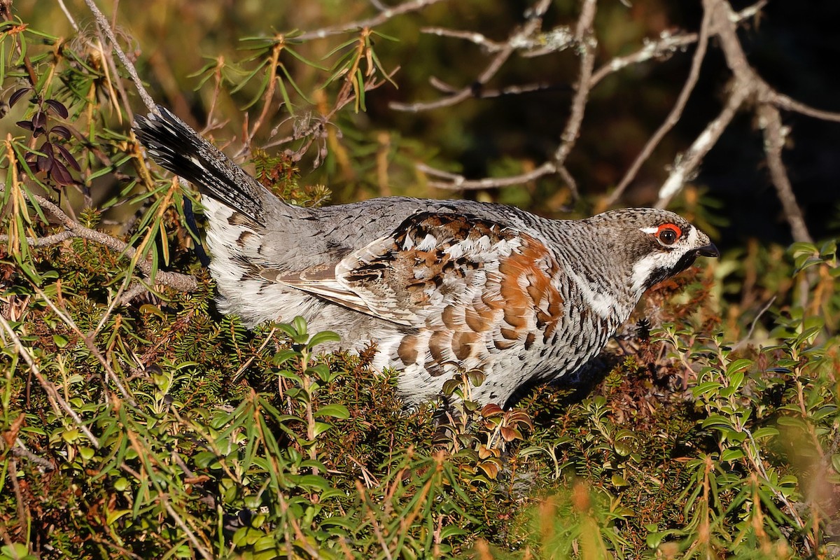 Hazel Grouse - Eric Barnes