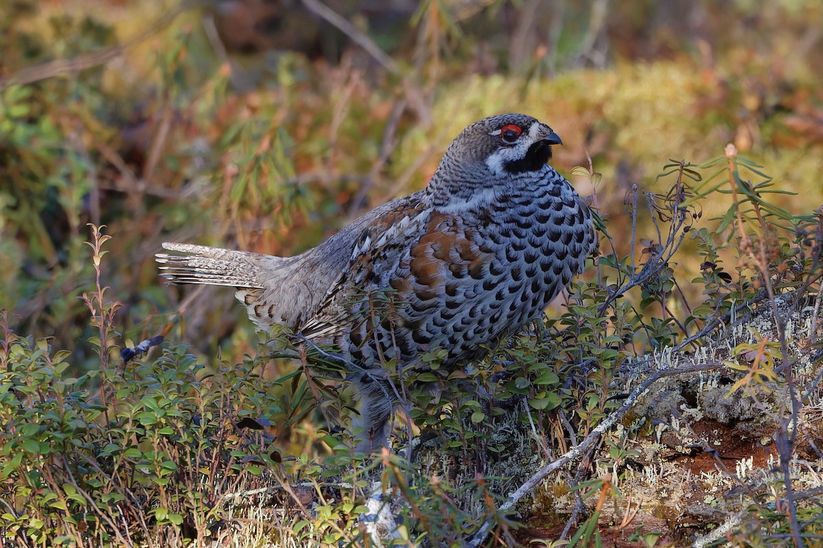 Hazel Grouse - Eric Barnes