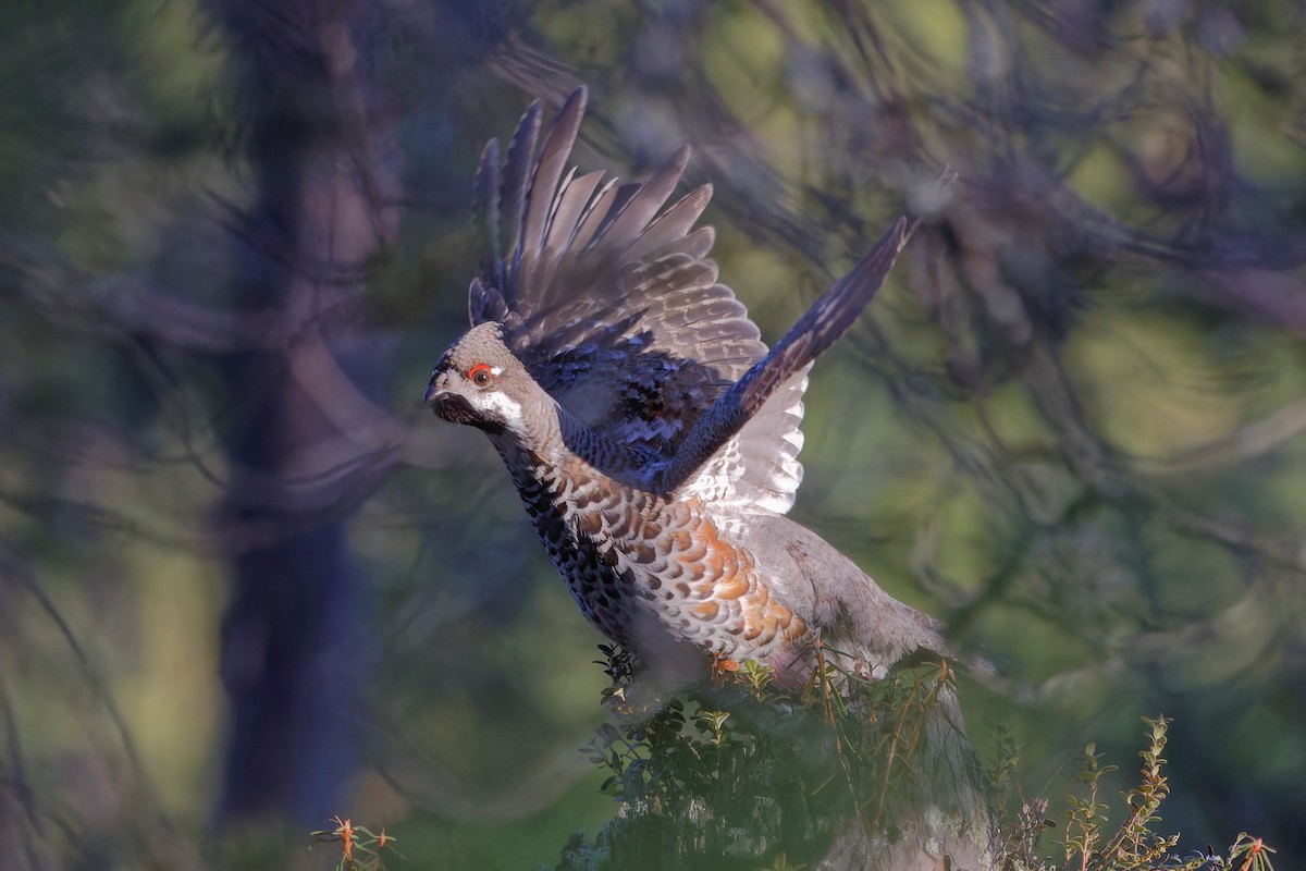 Hazel Grouse - Eric Barnes