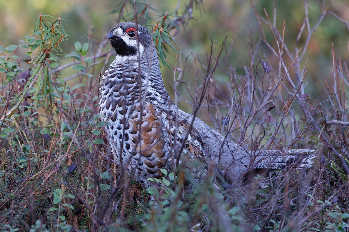 Hazel Grouse - Eric Barnes