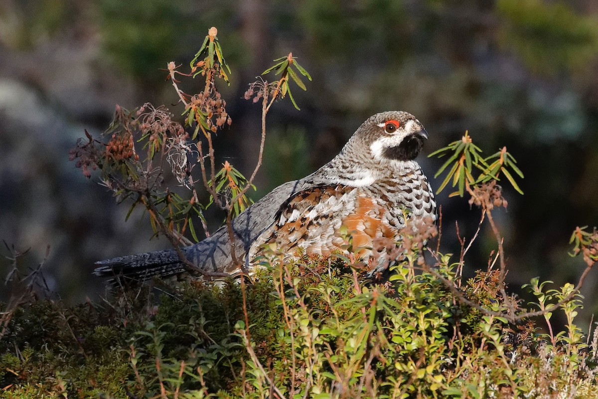 Hazel Grouse - ML619560682