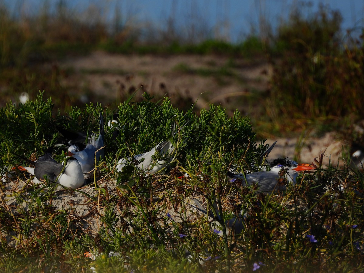 Laughing Gull - Eric Haskell