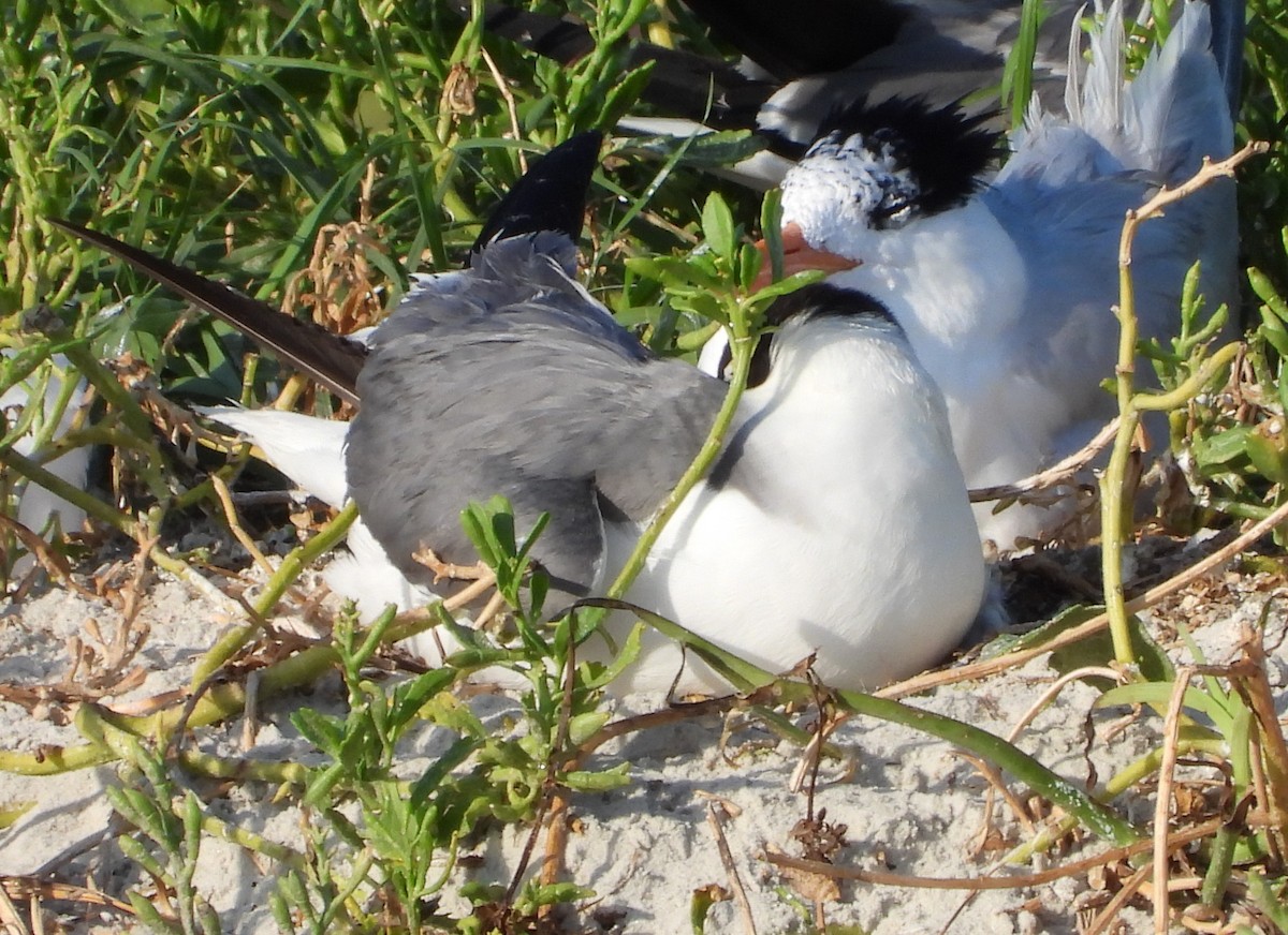 Laughing Gull - Eric Haskell