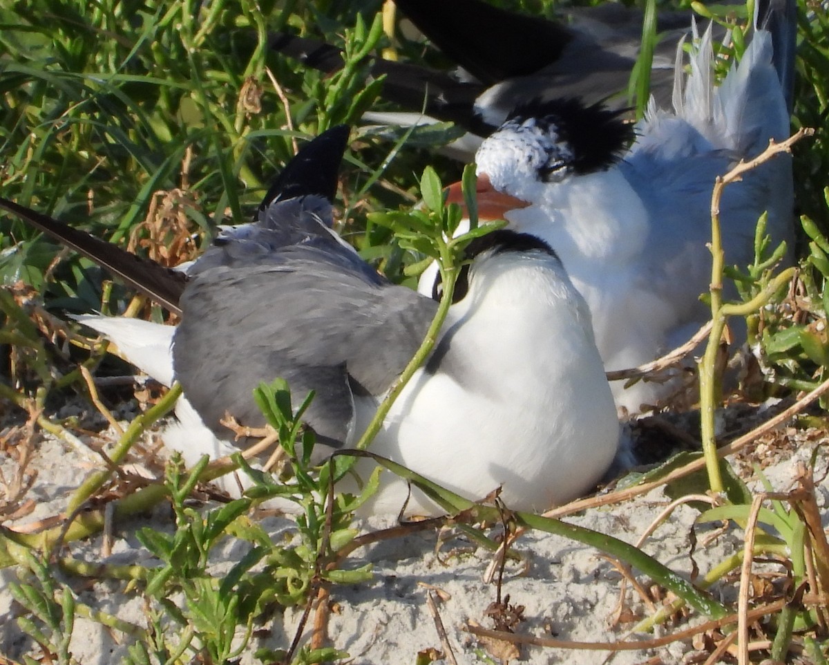 Laughing Gull - Eric Haskell