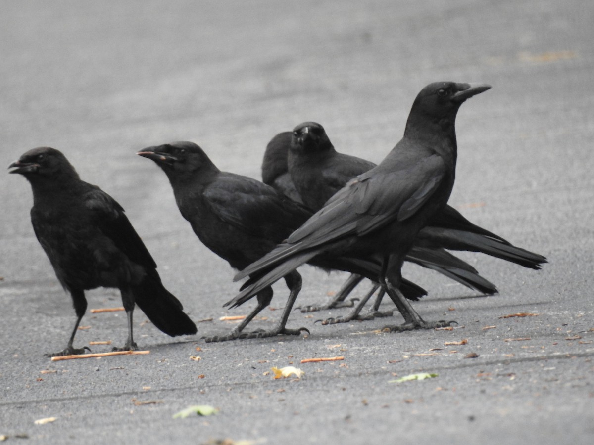 American Crow - Laura Mae