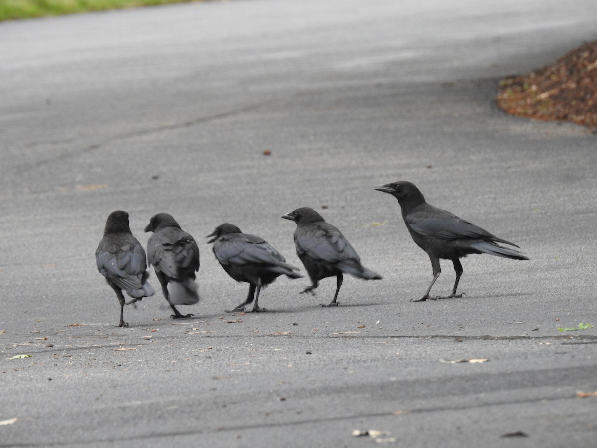 American Crow - Laura Mae