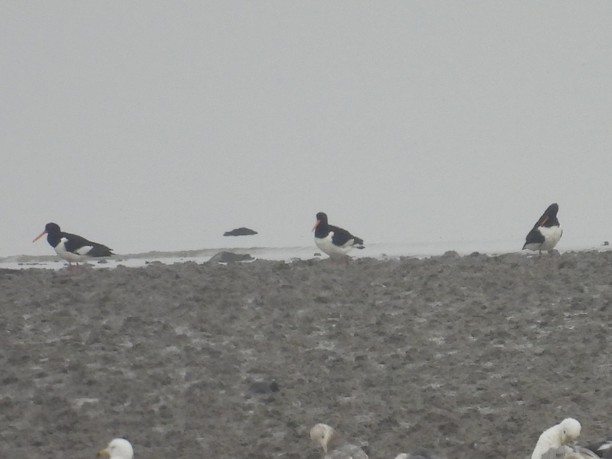 Eurasian Oystercatcher - Stan Arnold