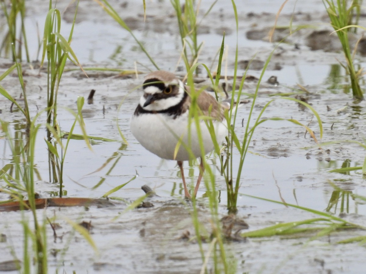 Little Ringed Plover - Stan Arnold