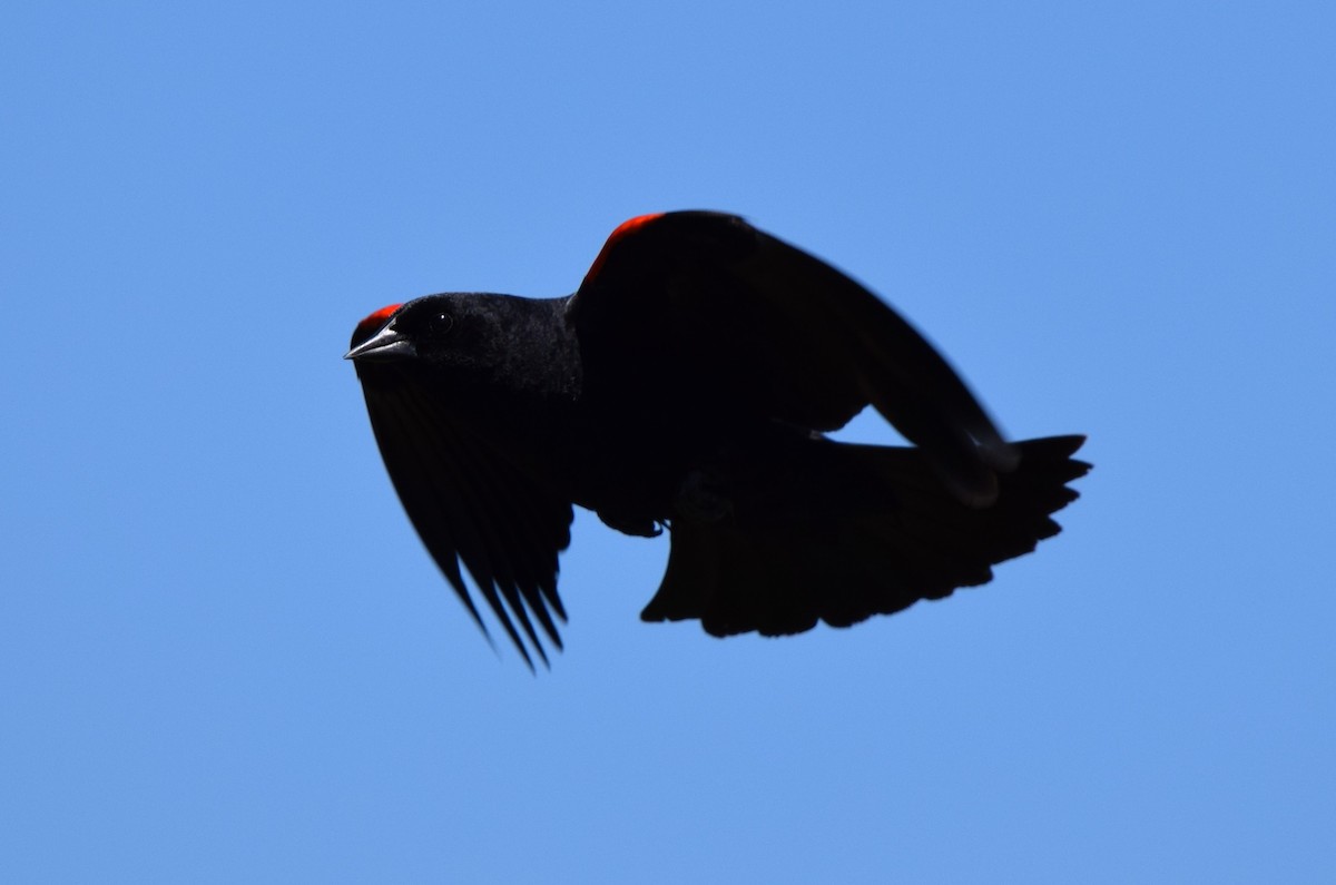 Red-winged Blackbird - John Wright